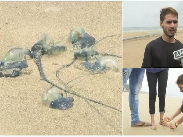 Blue bottle jellyfishes injure many at Mumbai beaches
